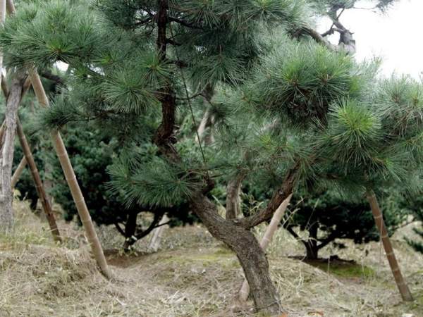 造型黑松樹哪里便宜？哪家的質(zhì)量好？