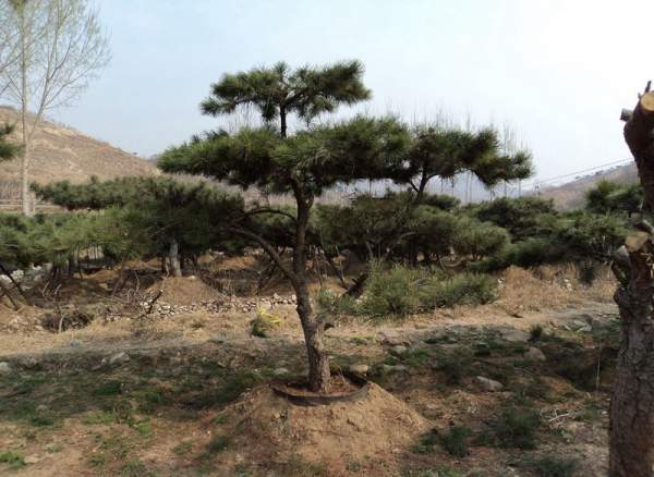 造型黑松樹哪里便宜？哪家的質(zhì)量好？