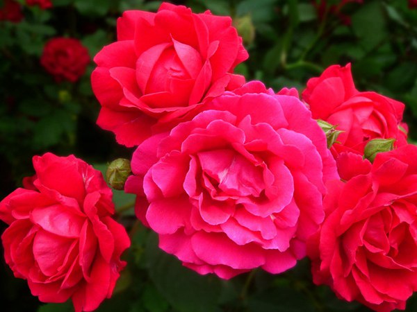 哪里有薔薇花苗賣？薔薇花苗批發(fā)