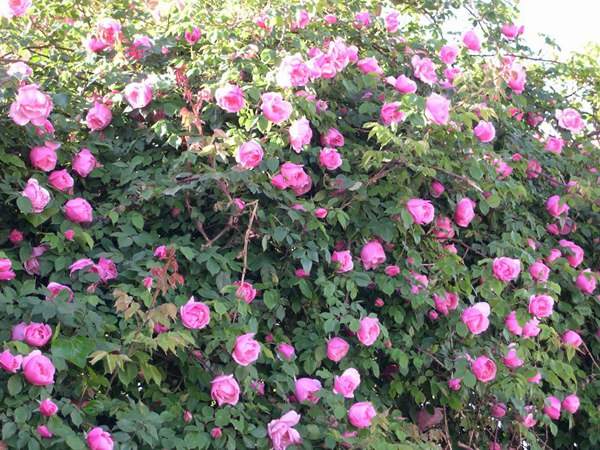 哪里有薔薇花苗賣？薔薇花苗批發(fā)