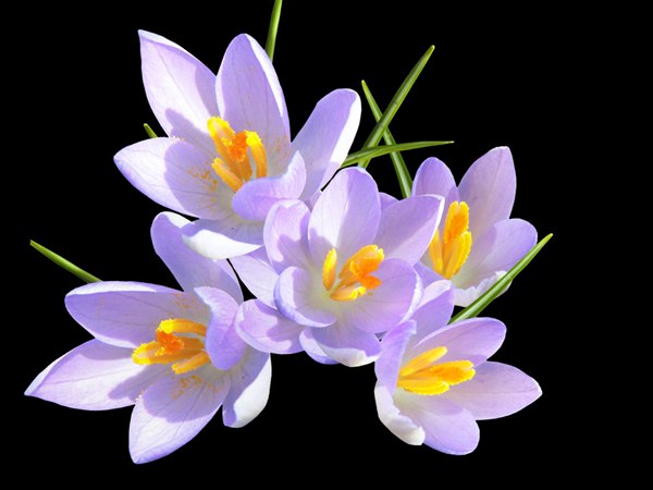 丁香花的花語是什么？