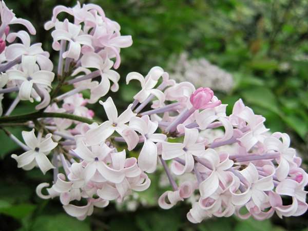 丁香花的花語是什么？