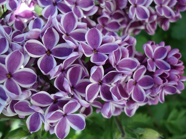 丁香花的花語是什么？