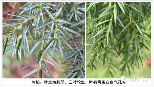 圓柏、刺柏、側(cè)柏、柏木以及龍柏的簡易識(shí)別法