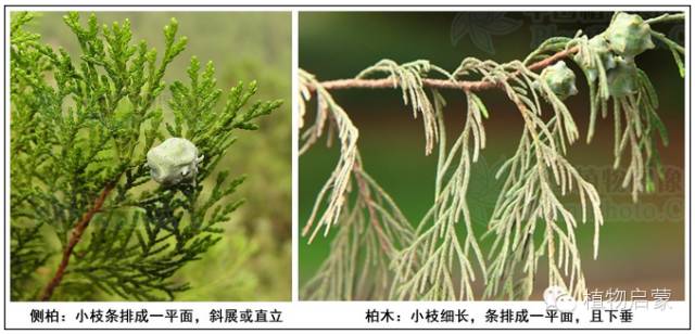 圓柏、刺柏、側(cè)柏、柏木以及龍柏的簡易識(shí)別法