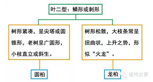 圓柏、刺柏、側(cè)柏、柏木以及龍柏的簡易識(shí)別法