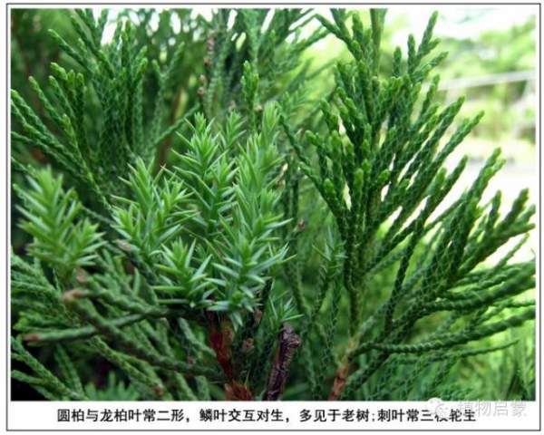 圓柏、刺柏、側(cè)柏、柏木以及龍柏的簡易識(shí)別法