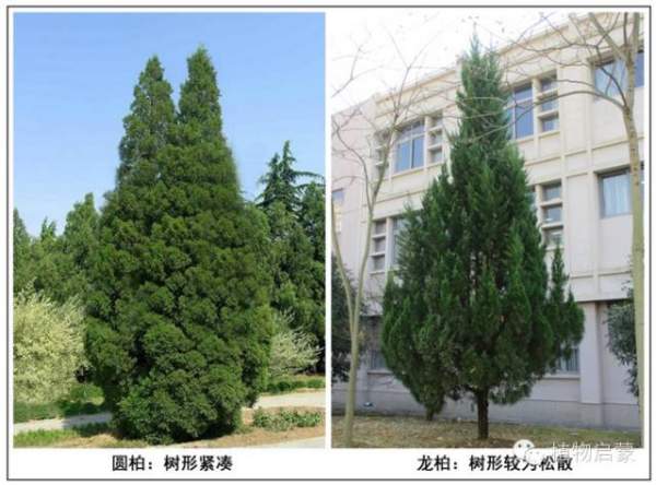 圓柏、刺柏、側(cè)柏、柏木以及龍柏的簡易識(shí)別法