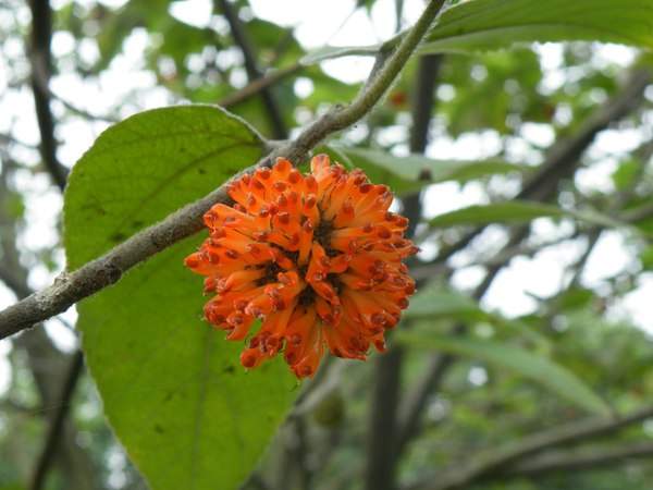 構(gòu)樹的果實(shí)能吃嗎？