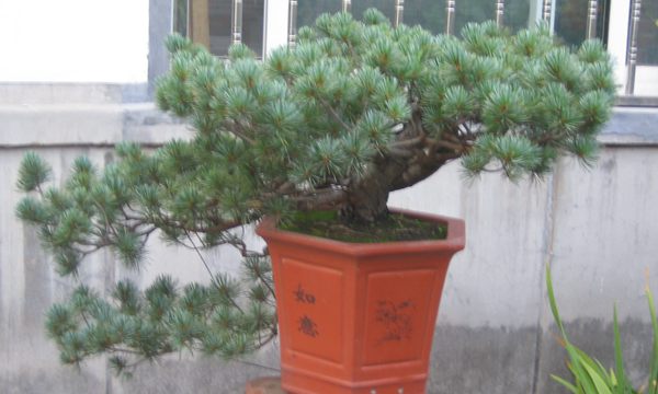 五針?biāo)稍煨?/> </p><p>
	五針?biāo)芍仓贻^矮，生長(zhǎng)緩慢，葉短枝密，姿態(tài)高雅，樹形優(yōu)美，是制作盆景的上乘樹種，制作出的五針?biāo)傻脑煨颓ё税賾B(tài)，觀賞性非常好。</p>
      </div>



      
    </article>
  </main>

</div>
<footer id=