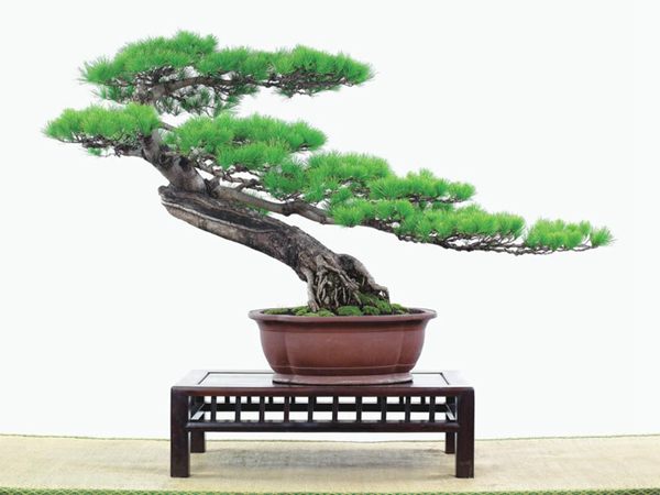 有著百變?cè)煨椭醯奈遽標(biāo)墒窃鯓訜挸傻?/><br/></div><p><strong>(1）取、審材</strong><br/>我國(guó)引種栽培五針?biāo)?，由于結(jié)實(shí)少，且多發(fā)育不良，種粒<a href='http://sxbjncsh.com/huahaijianshe/138890.html' target='_blank'>發(fā)芽率</a>低，故多采用嫁接法繁殖。<br/>盆栽五針?biāo)?，是制作五針?biāo)膳杈暗闹饕牧?。它的根爪，可否顯露，樁干有無(wú)彎度，哪些地方突出好看，都要仔細(xì)審視一番。通過(guò)審材，找出好觀賞面。五針?biāo)捎^賞價(jià)值高低，在于姿色的奇妙與否。通過(guò)審材，進(jìn)行藝術(shù)取舍，決定部分根、枝、干、針葉的去留。<br/><strong>(2）上盆</strong><br/>①選盆：五針?biāo)勺藨B(tài)清秀古雅、翠葉蔥籠，宜用外型古雅，色澤深沉的紫砂陶盆。懸崖式用中深圓形盆或正方盆；斜干式、直干式則用長(zhǎng)方形盆或橢圓盆；曲干式用稍深的馬槽盆；合栽式用較淺長(zhǎng)方形盆，其大小可視樹(shù)形而選定。<br/>②用土：栽植五針?biāo)傻呐柰烈擞觅|(zhì)地疏松、肥沃的微酸性土，按輕壤60%，砂土3o%a與腐殖土to％的比例以及腐熟餅肥1份混合使用，PH值5-6最宜。<br/>③栽植：五針?biāo)缮吓柙灾惨源杭拘氯~吐芽前3月左右最好，也可在秋季新枝成長(zhǎng)后8月中旬至9月進(jìn)行。上盆前修剪傷根、爛根，剪短粗根，在剪口上涂蠟，以防松脂外流。栽時(shí)盆土要稍干，盆底墊一層碎瓦片及粗砂之類，以利排水透氣。<br/>④造型與布局：五針?biāo)芍l自然形成層片，層次分明，線條清晰；生長(zhǎng)緩慢，枝干上無(wú)不定芽萌發(fā)，因此不耐修剪。粗枝不易屈曲，蟠扎造型必須從幼齡樹(shù)開(kāi)始，五針?biāo)稍煨蛻?yīng)以吊扎為主，結(jié)合修剪，作為基本方法。<br/>制作五針?biāo)膳杈?，和其它?盆栽五針?biāo)?，是制作五針?biāo)膳杈暗闹饕牧稀Ｋ母?，可否顯露，樁干有無(wú)彎度，哪些地方突出好看，都要仔細(xì)審視一番。通過(guò)審材，找出好觀賞面。五針?biāo)捎^賞價(jià)值高低，在于姿色的奇妙與否。通過(guò)審材，進(jìn)行藝術(shù)取舍，決定部分根、枝、干、針葉的去留。<br/><br/><strong>制作五針?biāo)膳杈?，和其它盆景一樣，要注重盆面的布局，要講究自然，給人以舒適的美感。</strong><br/>盆面布局，應(yīng)有疏有密，或“疏能走馬”，或“密不通風(fēng)”。要突出主體，在一盆中，合栽幾株五針?biāo)?，要突出主體，其余則為烘托與陪襯。<br/>盆面布局，要講究層次，這在盆中表現(xiàn)為粗細(xì)、大小的對(duì)比。細(xì)到一枝一根上下功夫，使之形象生動(dòng)，景中有景。樹(shù)樁的枝干、針片，各占盆面多少位置，樹(shù)、石、亭、橋、屋宇、人物小品等配件的大小，要精心安排，恰到好處，突出盆景主題?？傊浞诌\(yùn)用藝術(shù)造型和造景手法以提高盆景的整體藝術(shù)美。<br/><br/></p><div align=