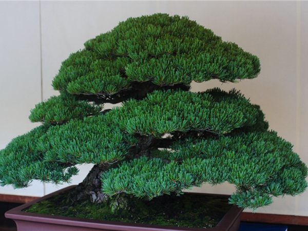 有著百變?cè)煨椭醯奈遽標(biāo)墒窃鯓訜挸傻?/><br/></div><p><strong>盆景的養(yǎng)護(hù)</strong><br/>(1）澆水<br/>盆土表面見(jiàn)干即澆透水。五針?biāo)上财赏?，忌盆土長(zhǎng)濕不干。喜葉水，可常噴葉水。五針?biāo)上矟駶?rùn)空氣，夏、秋天氣干燥時(shí)，要進(jìn)行地面噴水，以增加小環(huán)境的空氣濕度。<br/>(z）施肥<br/>五針?biāo)刹幌泊蠓省夥?，施肥過(guò)多易傷根。在缺肥控水的情況下，可促其長(zhǎng)成蒼老的姿態(tài)?？稍?-5月和9-11月，每月施淡肥水一次，6-8月不宜施肥。對(duì)幼樹(shù)可多施春肥，以加快生長(zhǎng)，對(duì)成樹(shù)可在秋季多施一些肥，以利保型和越冬需要。<br/>(3）修剪<br/>五針?biāo)尚藜糁饕钦?，控制生長(zhǎng)，保持樹(shù)形美觀。一般在每年3-4月間，新芽伸長(zhǎng)而未成針前，可視情況摘掉部分芽。如頂芽過(guò)密，長(zhǎng)勢(shì)旺盛可以多摘，反之少摘，摘芽宜在晴天進(jìn)行，傷口易愈合。此外還要根據(jù)樹(shù)形美的需要來(lái)考慮適度修剪，剪去過(guò)密枝、弱枝、枯枝以及多余枝條。枝條剪除宜在秋后進(jìn)行，為防止傷口流脂，應(yīng)及時(shí)用蠟封口為好。<br/>(4)病蟲害防治<br/>五針?biāo)沙Ｒ?jiàn)葉銹病、根腐病、煤污病，介殼蟲、蚜蟲、紅蜘蛛等為害，可于冬季噴灑30倍石硫合劑或用農(nóng)藥予以防治。同時(shí)要注意通氣透光，盆土不宜過(guò)濕，以利于防治病蟲害。<br/></p>
      </div>



      
    </article>
  </main>

</div>
<footer id=