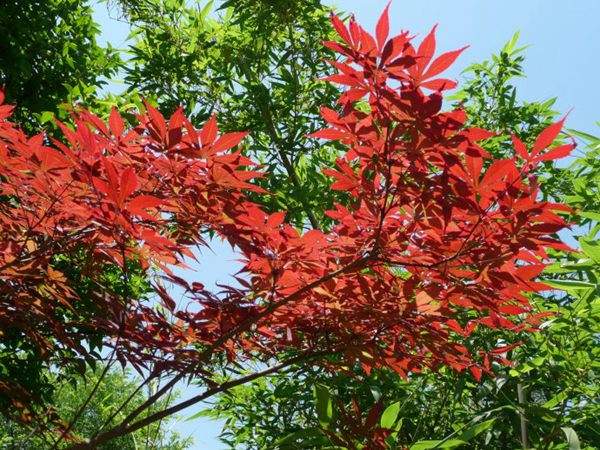 紅楓作衫，白楊為裙，美的傾國傾城！