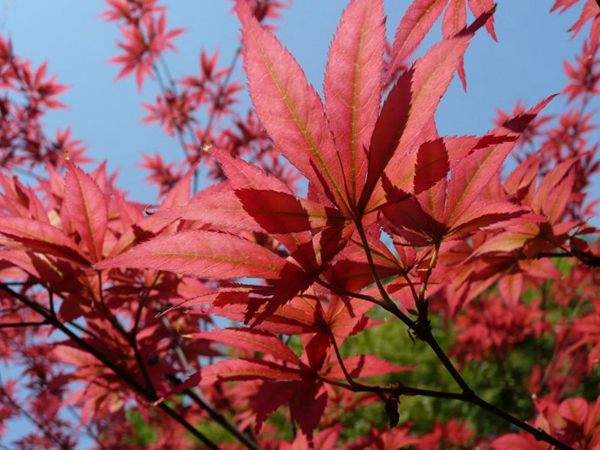 紅楓作衫，白楊為裙，美的傾國傾城！