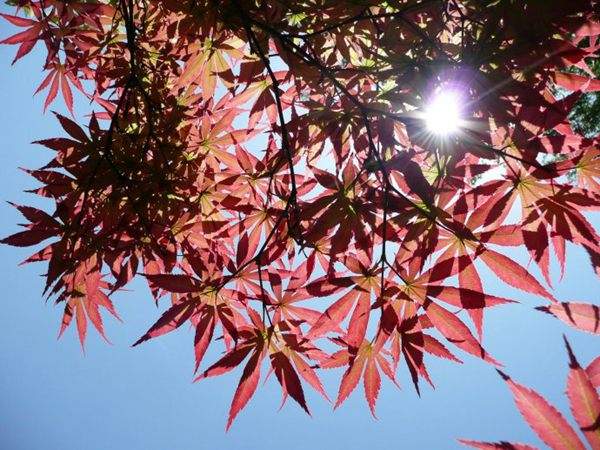 紅楓作衫，白楊為裙，美的傾國傾城！