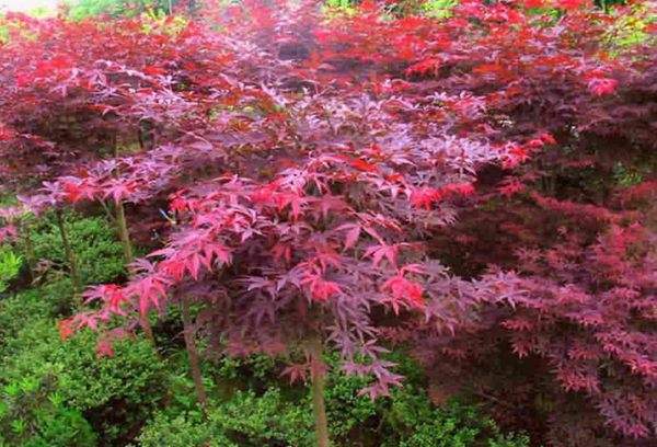 紅楓作衫，白楊為裙，美的傾國傾城！