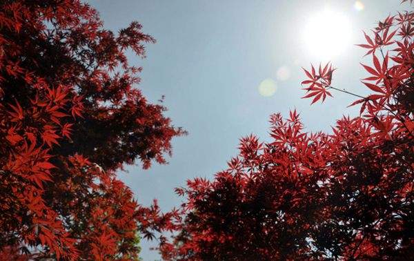 紅楓作衫，白楊為裙，美的傾國傾城！