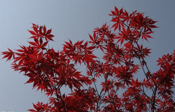 紅楓作衫，白楊為裙，美的傾國傾城！
