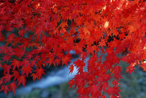 紅楓作衫，白楊為裙，美的傾國傾城！