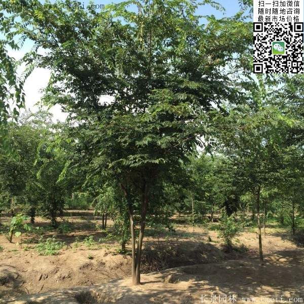 三棵櫸樹(shù)的故事 三棵櫸樹(shù)的故事