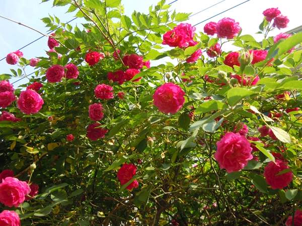 2016薔薇花多少錢(qián)一棵