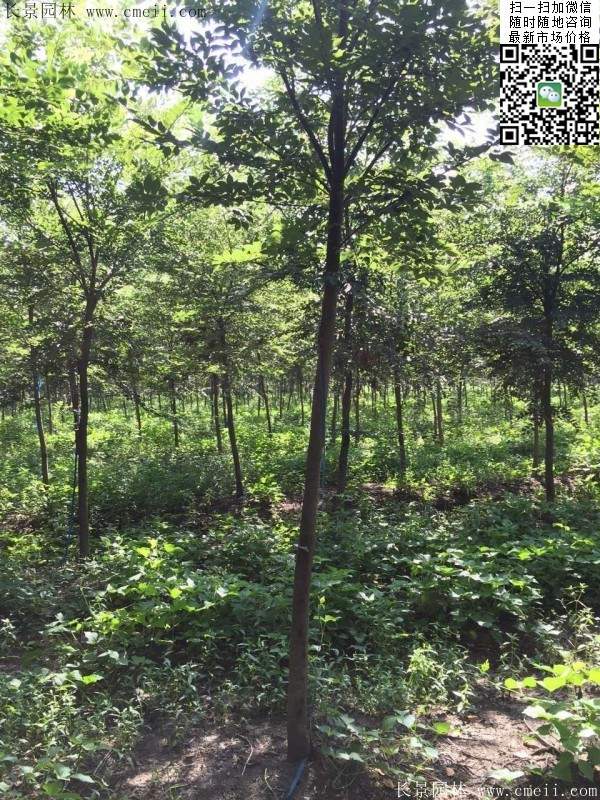 櫸樹哪里便宜？麻煩推薦一家大型，有誠信的單位！