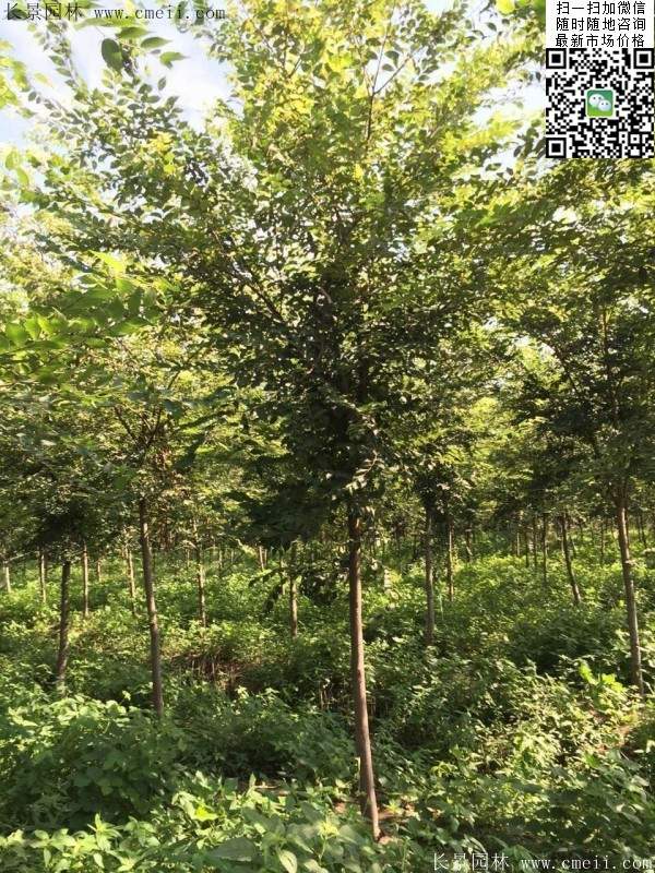 櫸樹哪里便宜？麻煩推薦一家大型，有誠信的單位！