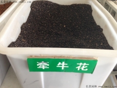 牽?；ǚN子