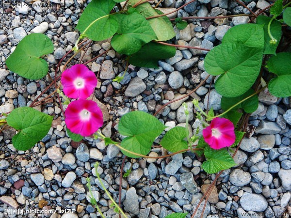 牽?；ǚN子發(fā)芽出苗開花圖片