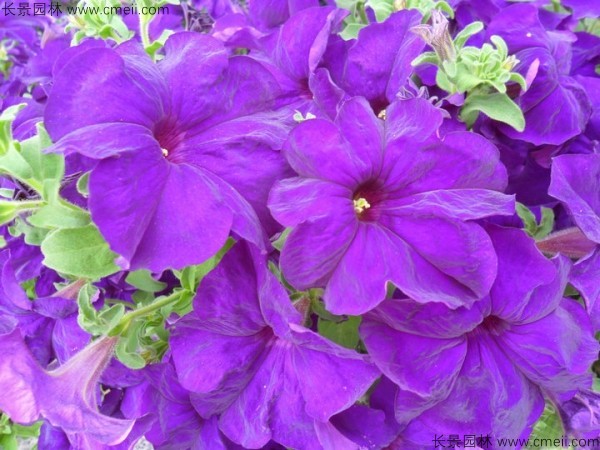 牽?；ǚN子發(fā)芽出苗開花圖片