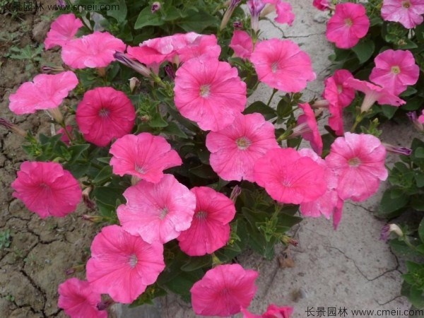 牽?；ǚN子發(fā)芽出苗開花圖片