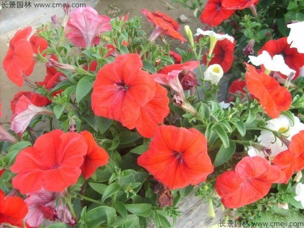牽?；ǚN子發(fā)芽出苗開花圖片