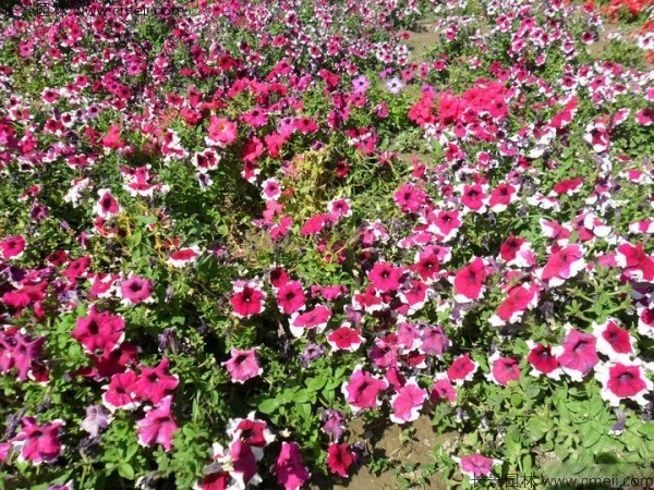 牽?；ǚN子發(fā)芽出苗開花圖片