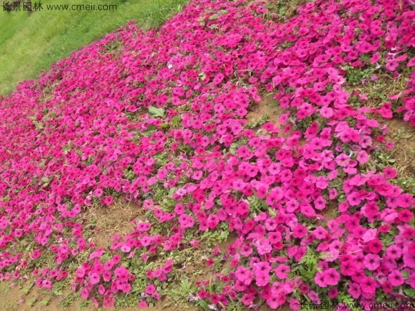 牽?；ǚN子發(fā)芽出苗開花圖片
