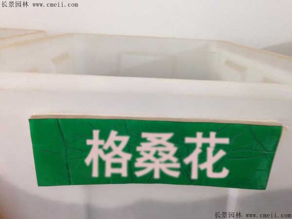格?；ǚN子圖片
