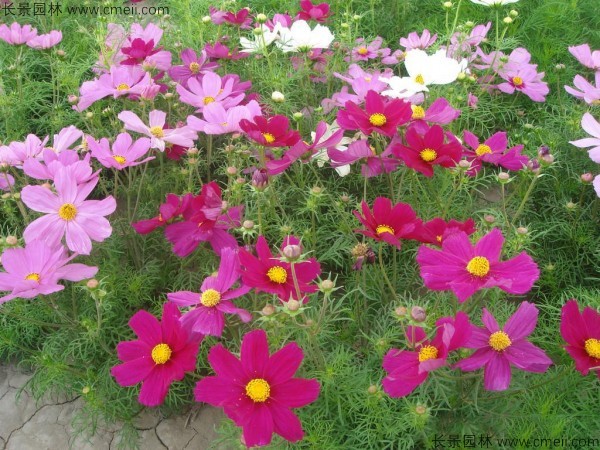 格?；ǚN子發(fā)芽出苗開花圖片