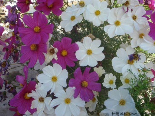 格?；ǚN子發(fā)芽出苗開花圖片