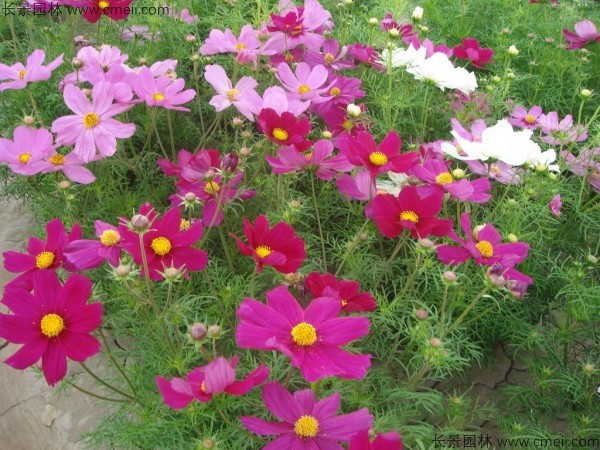 格?；ǚN子發(fā)芽出苗開花圖片