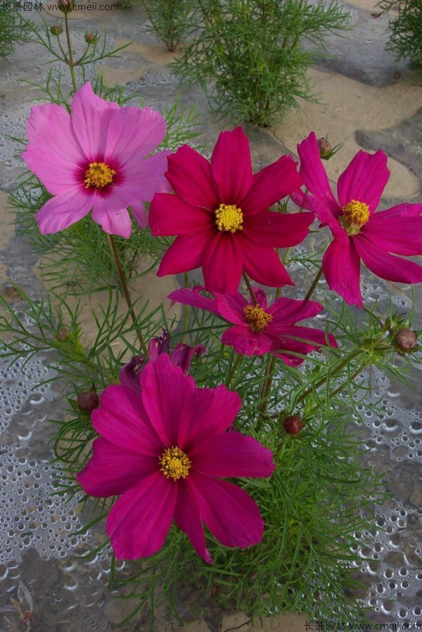 格?；ǚN子發(fā)芽出苗開花圖片