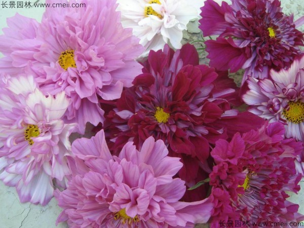 格?；ǚN子發(fā)芽出苗開花圖片