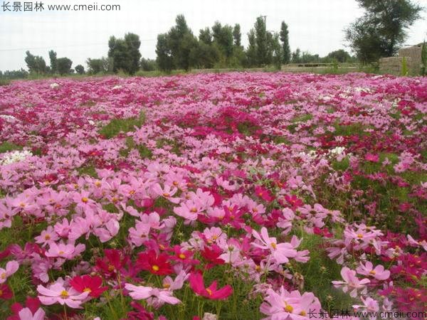格?；ǚN子發(fā)芽出苗開花圖片