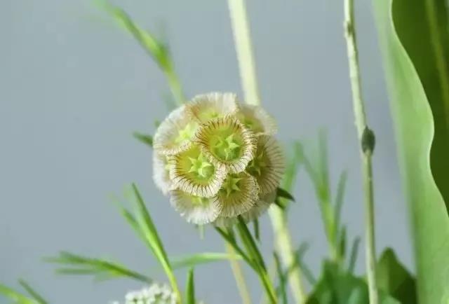 輪峰菊的形態(tài)特征、生長習性及種植方法
