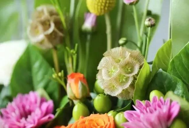 輪峰菊的形態(tài)特征、生長習性及種植方法