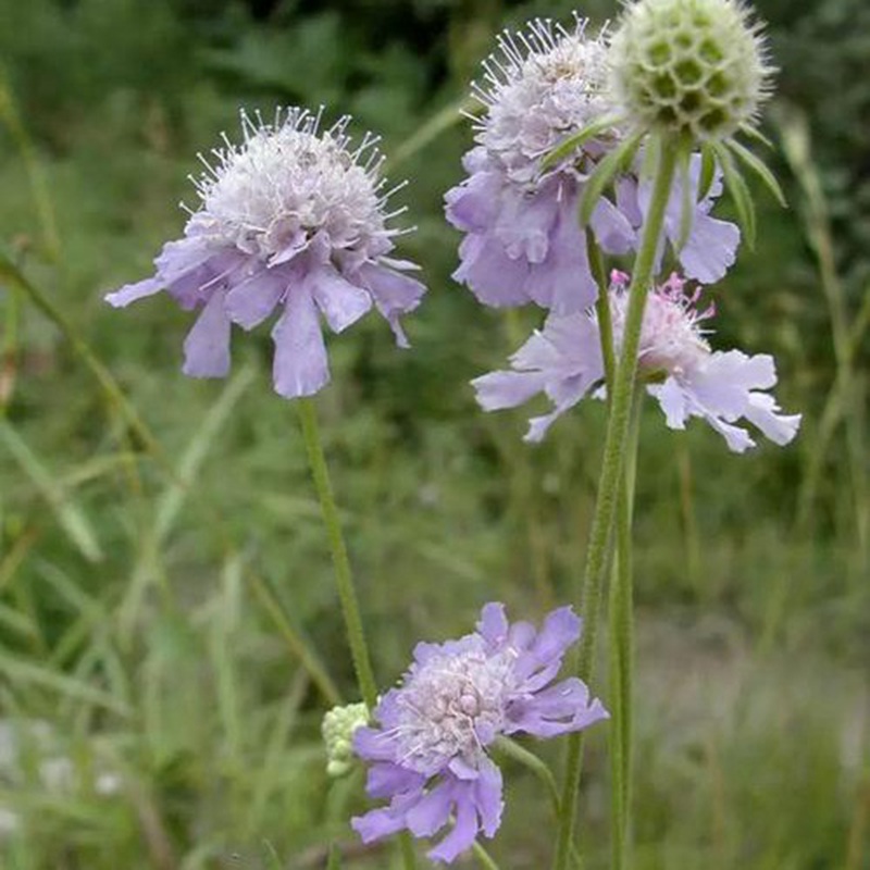 輪峰菊的形態(tài)特征、生長習性及種植方法